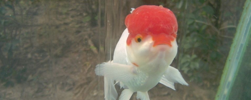 鹦鹉鱼身上有白斑怎么办附原因和症状