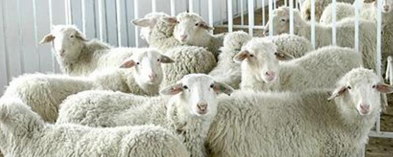 小尾寒羊和波尔山羊哪个好附生产性能和繁殖能力