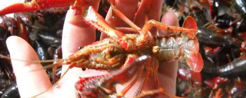 小龙虾吃什么食物小龙虾的饲料投喂