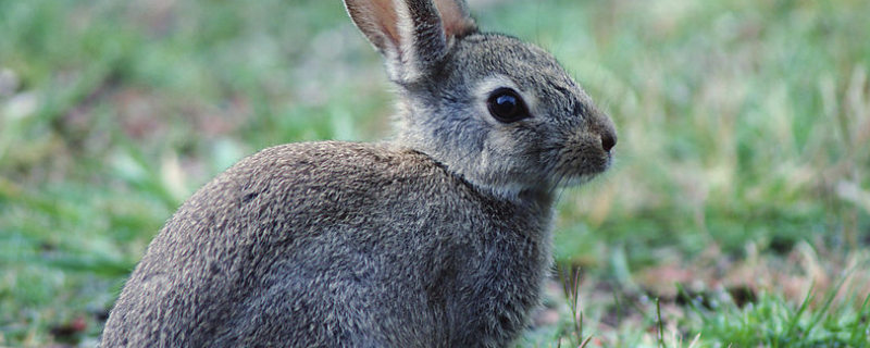 兔子吃什么食物附饲料种类与不能吃的食物