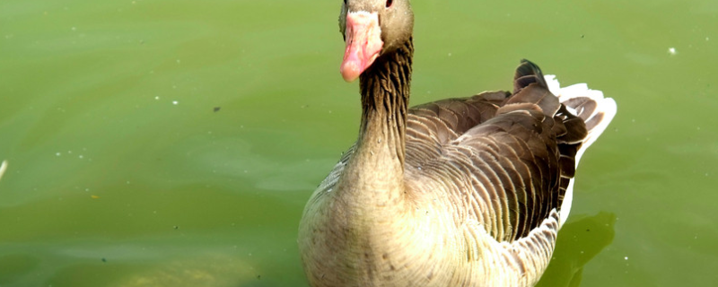 鸭常见病防治方法，主要有四种常见疾病