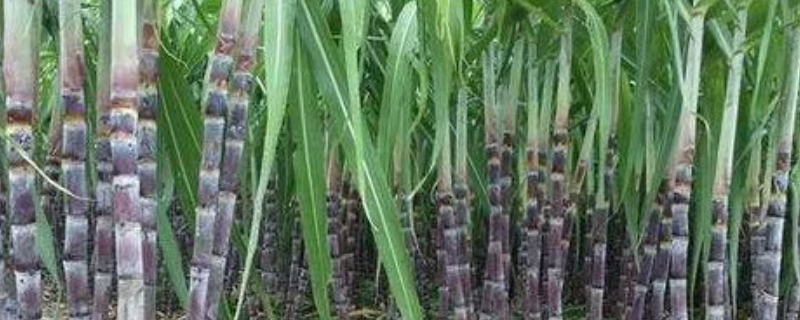 甘蔗什么时候成熟甘蔗的产地、种类和好处