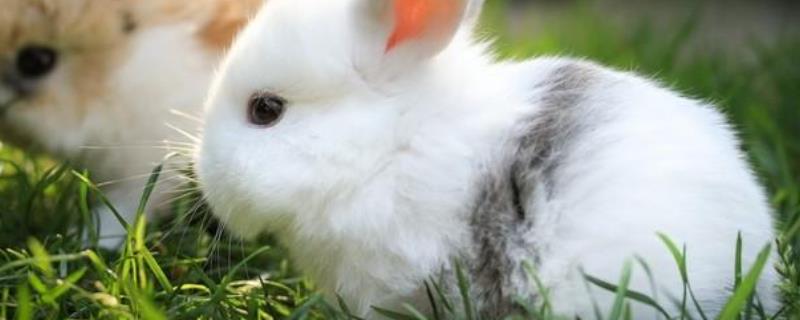 兔子球虫病吃什么药兔子球虫病如何预防