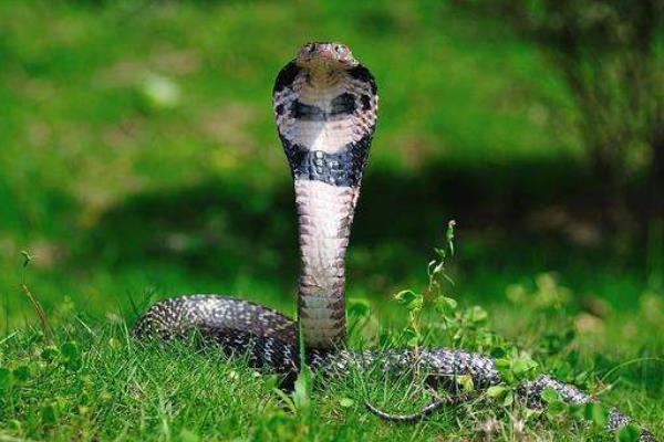 中华眼镜蛇是什么蛇