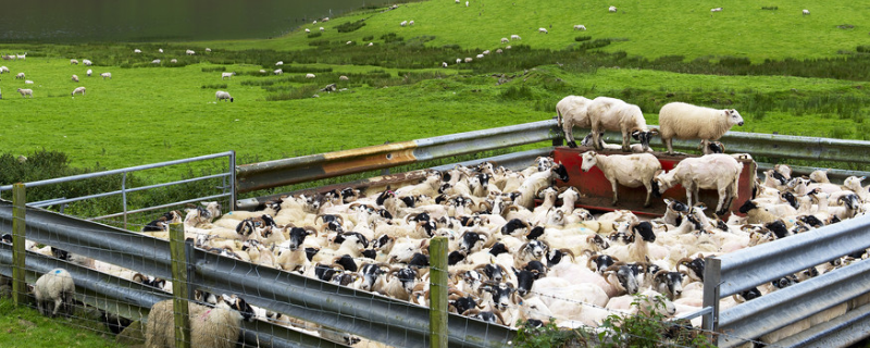 标准化养羊场建设原则，主要有三方面