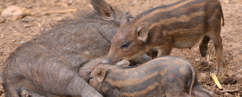 野公猪繁殖力低的原因，主要有三个方面