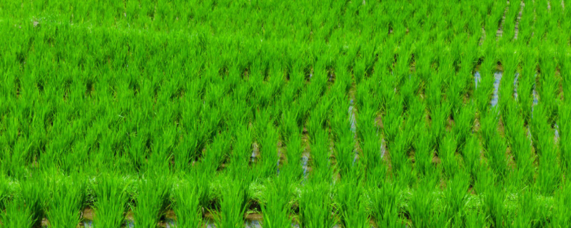 水稻的灌浆期是什么时候水稻灌浆期间田间管理技术