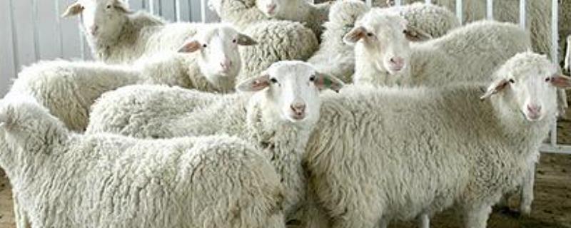 羊快疫的防治方法，附特征
