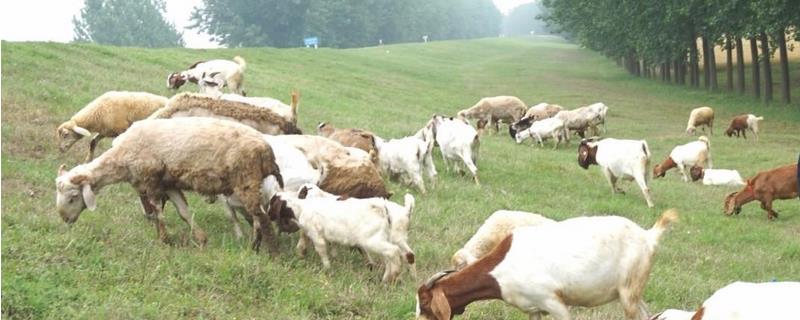 波尔山羊养殖场建设方案，波尔山羊养殖场设施