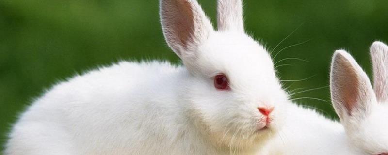 母兔是否怀孕的鉴别方法，摸胎是检查母兔怀孕较准确的方法