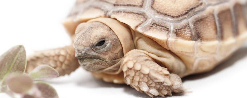 草龟与石板龟的区别，附适合养的乌龟品种