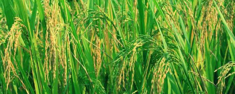 怎样做好水稻移栽插秧期水稻移栽管理技巧，要注意做好三带工作