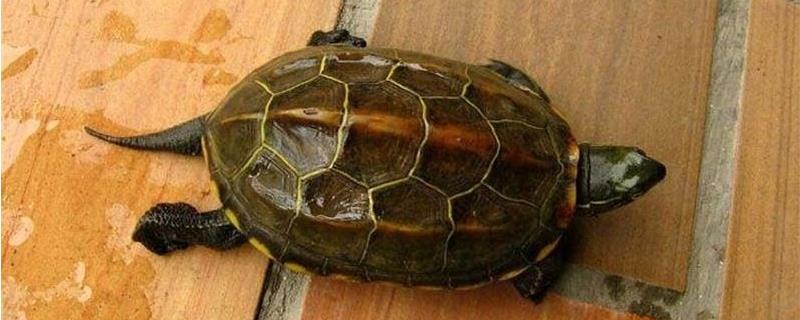草龟和中华草龟是一种龟吗，附草龟常见的病害及防治方法