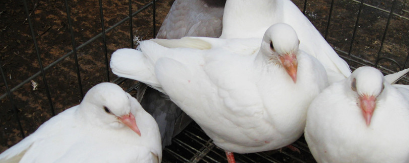 如何提高肉鸽产蛋率光照最重要