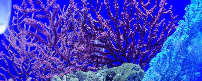 珊瑚是生物吗，附珊瑚形成的过程和珊瑚的种类