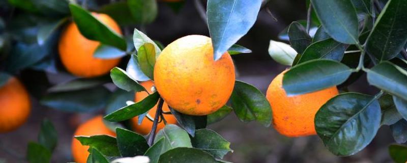 柑橘黄叶病防治技术，附柑橘黄叶病发病条件