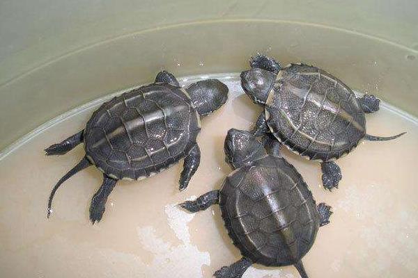草龟和中华草龟是一种龟吗