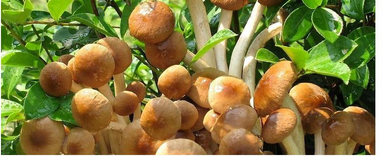 茶树菇产地在哪，并介绍产地环境和营养价值