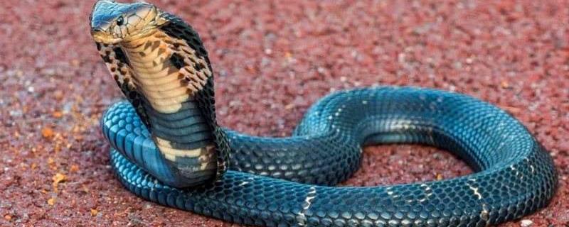 中华眼镜蛇是什么蛇，附繁殖习性、生活习性和分布地区
