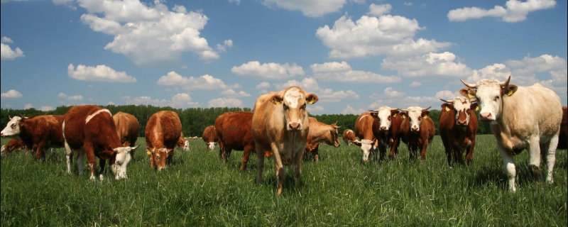 牛养殖场常用的消毒措施，牛场养殖常用消毒方法