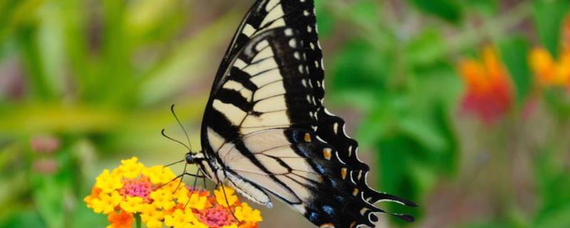 蝴蝶的天敌是什么它到底是益虫还是害虫