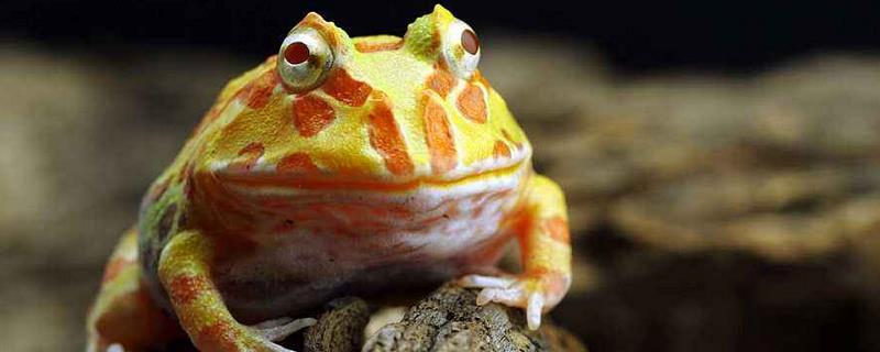 黄金角蛙寿命有多长，用冷水养殖寿命会更长