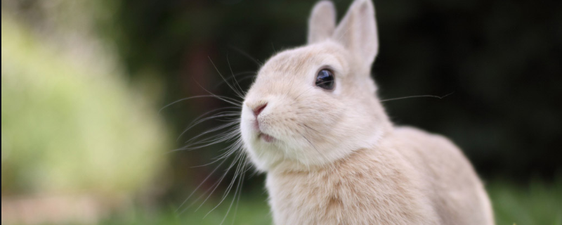 兔子拉稀怎么办附兔子拉稀的原因和症状