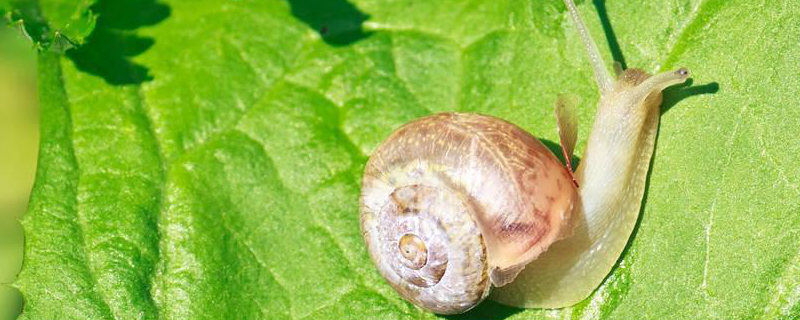 蜗牛是不是昆虫昆虫有哪些特征