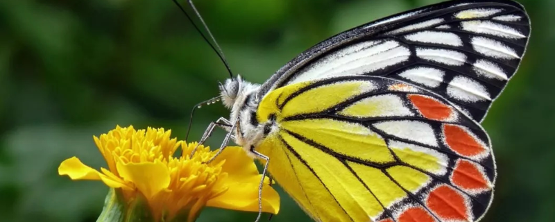 蝴蝶吃什么食物？附幼虫的食物及蝴蝶的生长过程