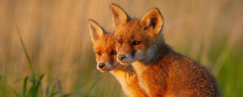狐狸的生活习性，主要有以下几个方面