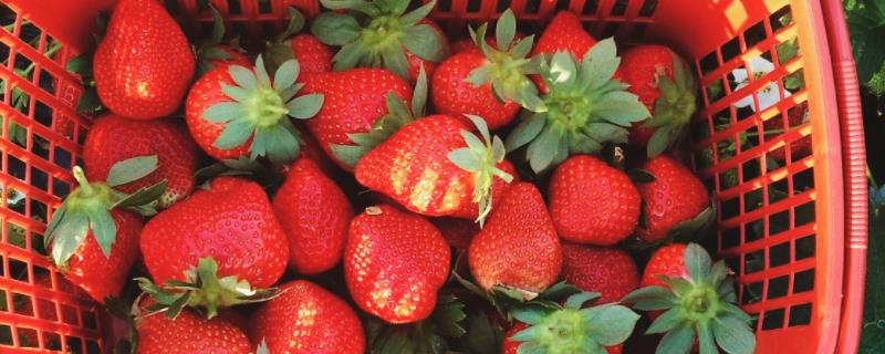 草莓的产地分布有哪些草莓的生长环境