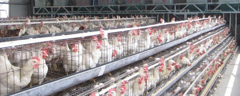 冬季鸡舍环境调控方法，怎样调节鸡舍的温度、湿度和通风条件