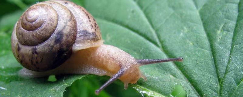 如何促使蜗牛交配产卵注意饲料、光照、放养密度的调整