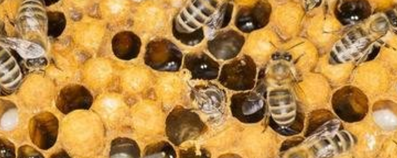 中蜂巢虫病的防治技术，主要有三方面
