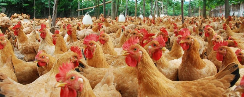 鸡传染性支气管炎的防治方法，附流行的特征和发生症状