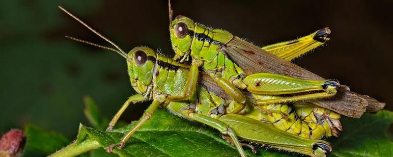 蝗虫是益虫还是害虫蝗虫有哪些危害