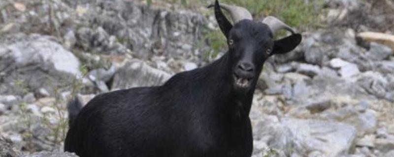 黑山羊的品种有哪些雷州山羊具有繁殖力强、适应性强的特点
