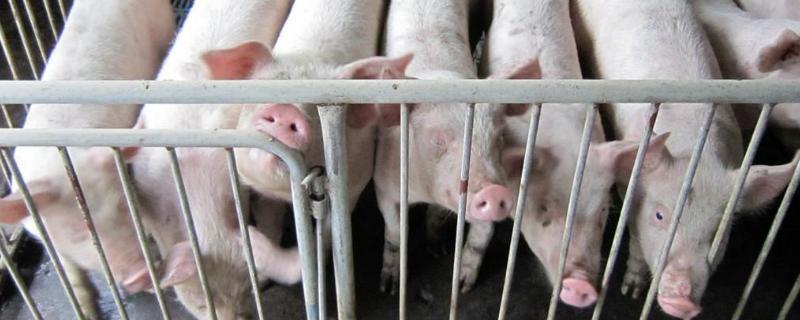 猪传染性胃肠炎防治方法，以及表现症状