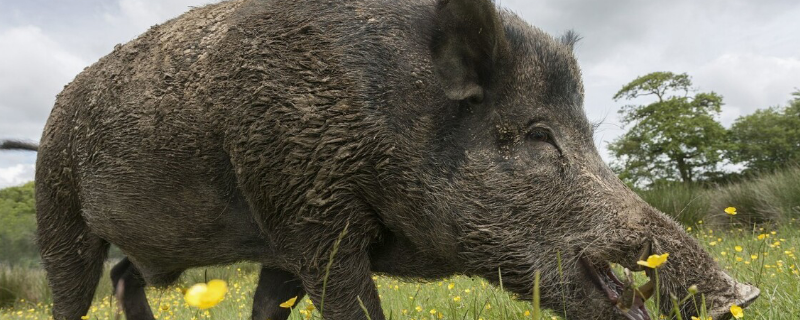 野猪是保护动物吗栖息在哪里吃什么食物