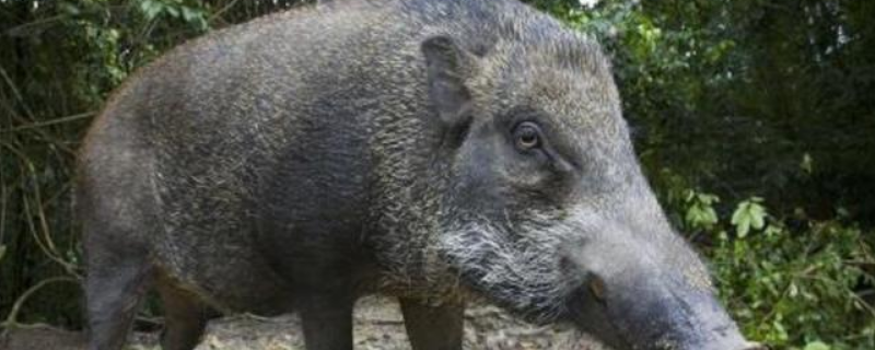 野猪破坏庄稼怎么办野猪是不是保护动物
