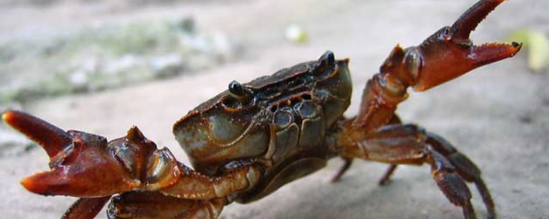 正常螃蟹有几条腿螃蟹吃什么食物