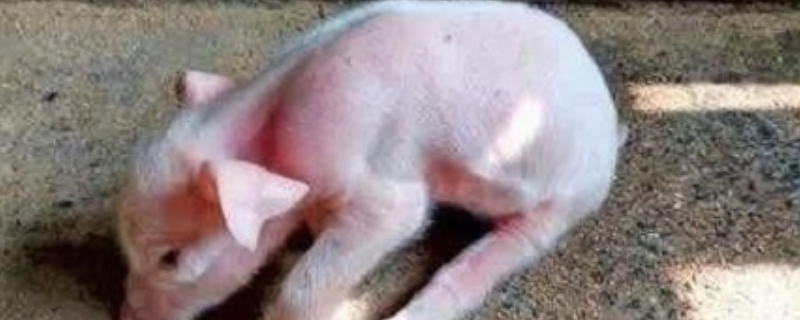 猪伪狂犬病的防治方法，附流行的特征、临床症状和病理的变化