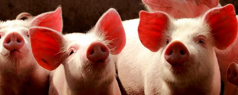 猪副嗜血杆菌病症状及治疗，猪副嗜血杆菌的传播途径