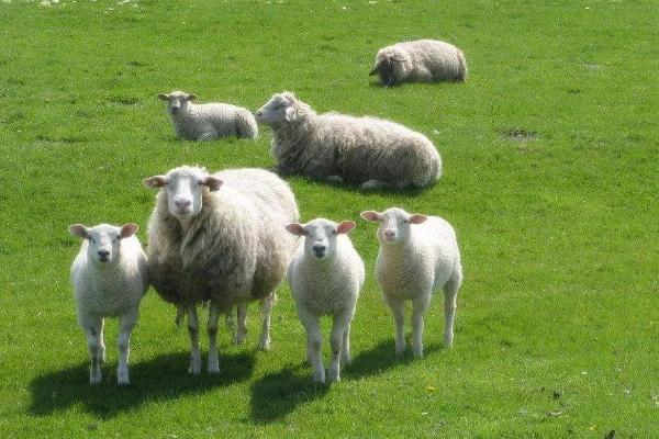 五十只母羊一年挣多少需要投入多少
