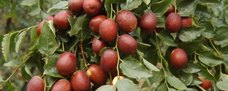 枣树几年结果？如何保护花和果实，怎样才能得多结果