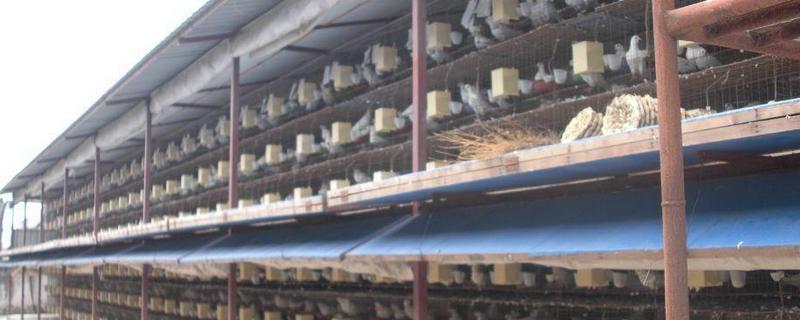 鸽子养殖大棚的设计，什么是群养式鸽舍