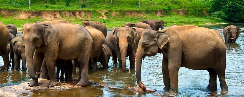 大象是哺乳动物吗分布在哪些地方