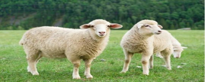 羊毛是蛋白质还是纤维？羊毛是如何构成的
