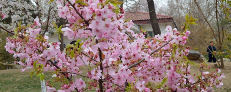 樱花树长什么样子樱花树的生长环境