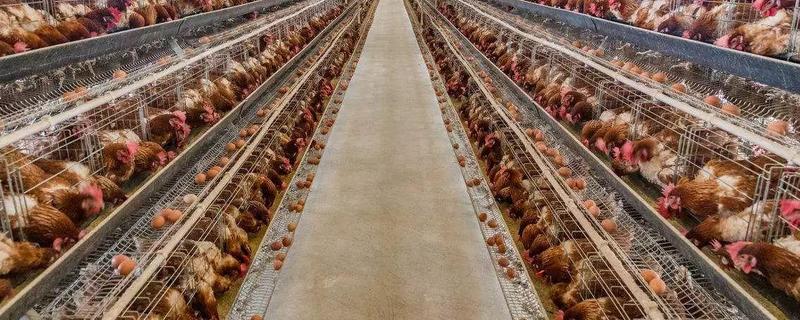 养鸡场安全生产管理制度是什么？鸡舍怎么清理和准备